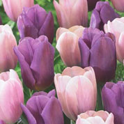 Tulip 'Macaron' Mix